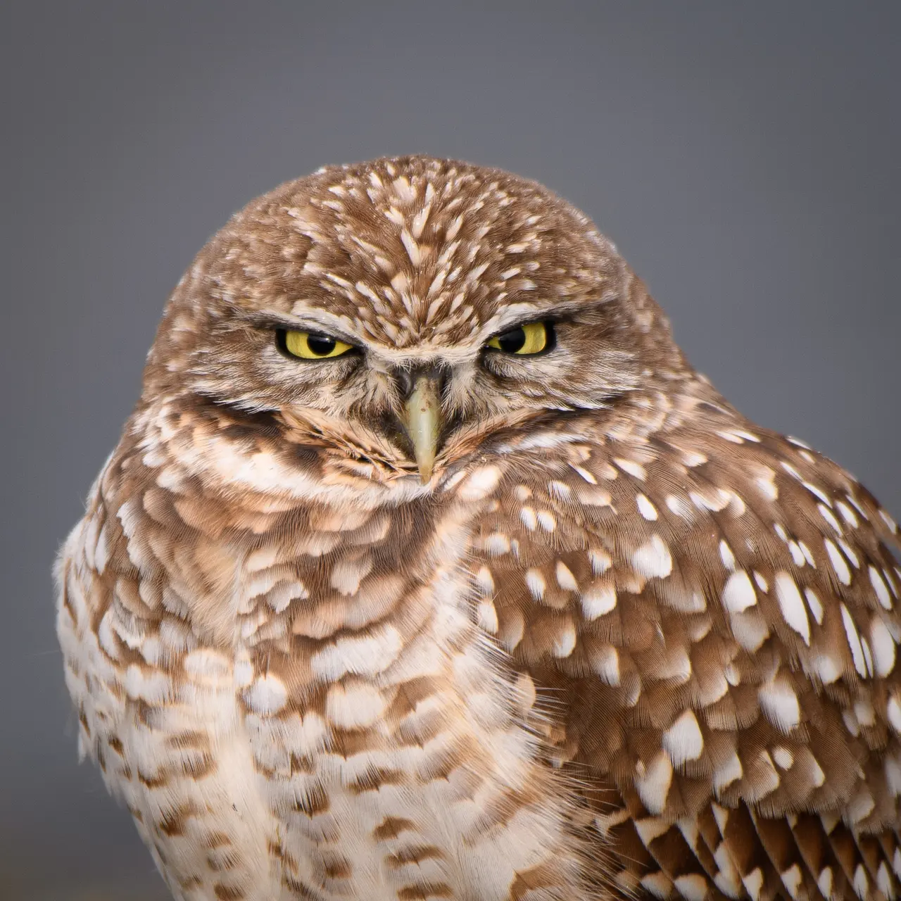 A burrowing owl looking directly toward the camera