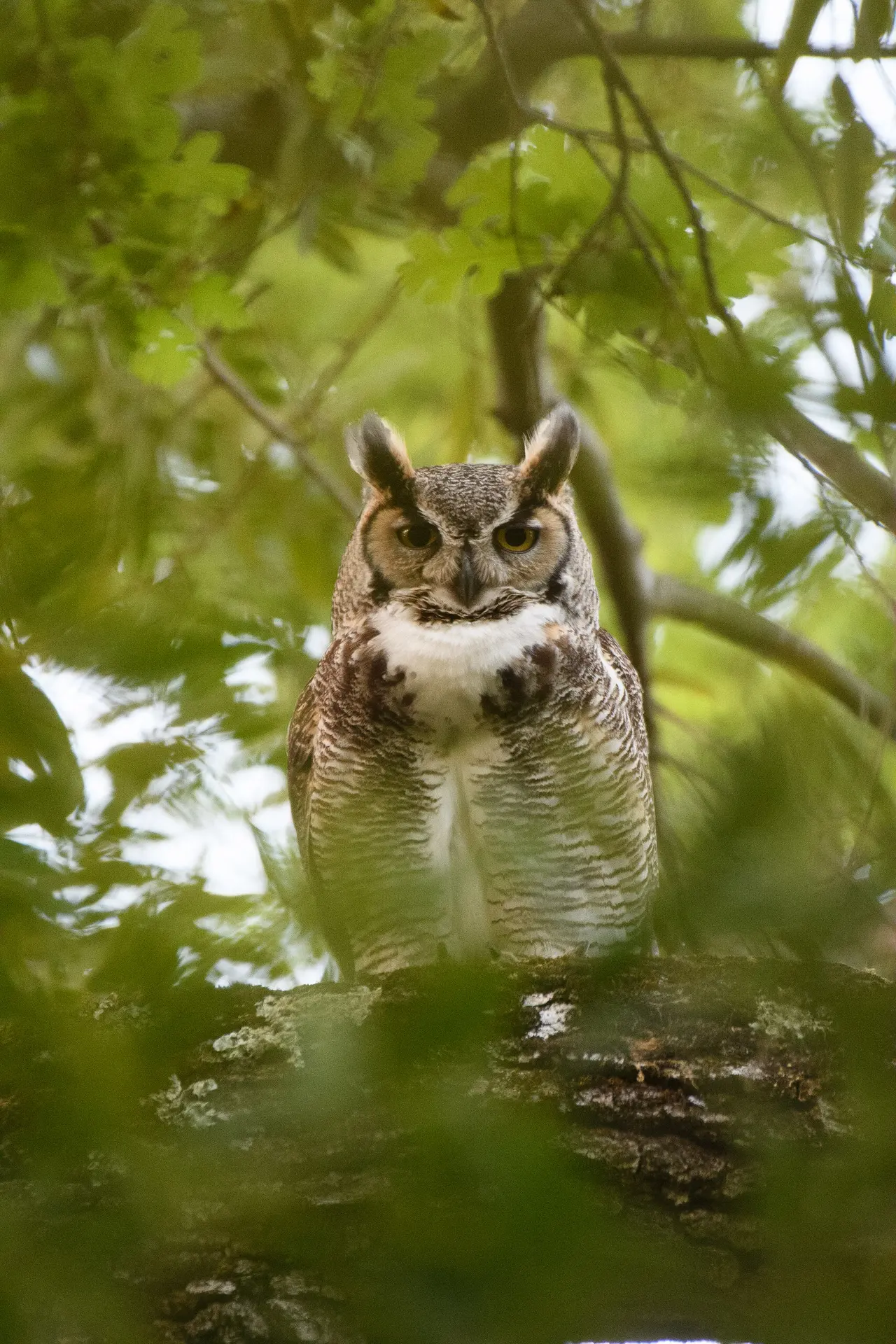 A great horned owl on a branch, looking straight at the camera through green leaves
