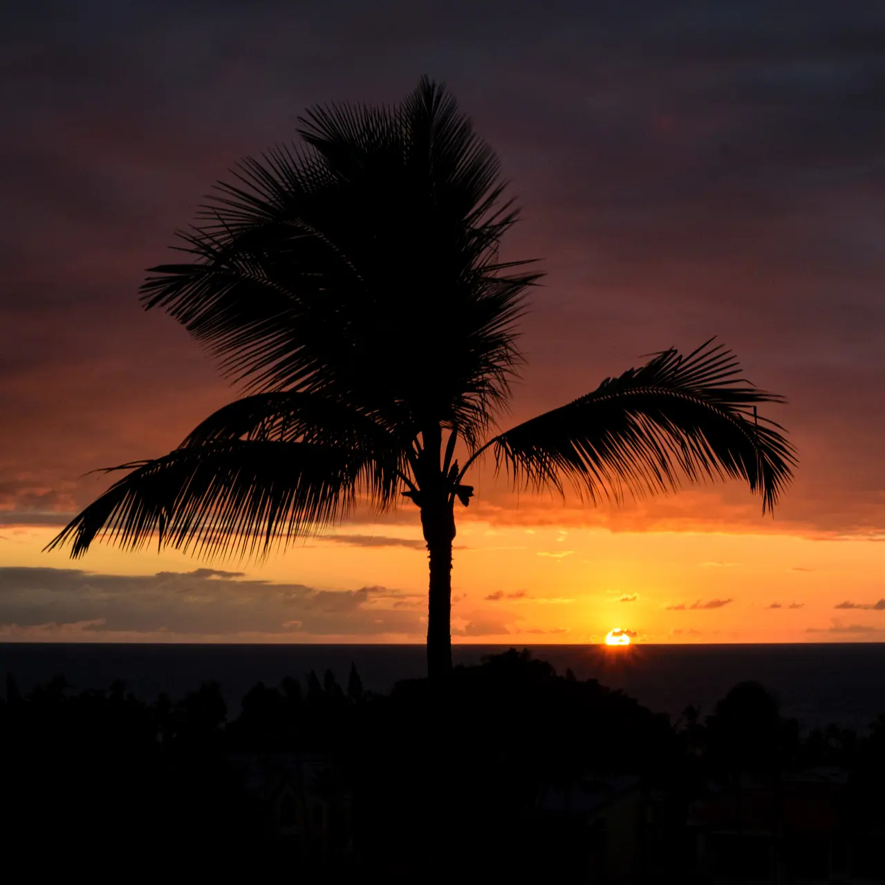 A palm tree silhouetted against a deep orange Hawaiian sunset