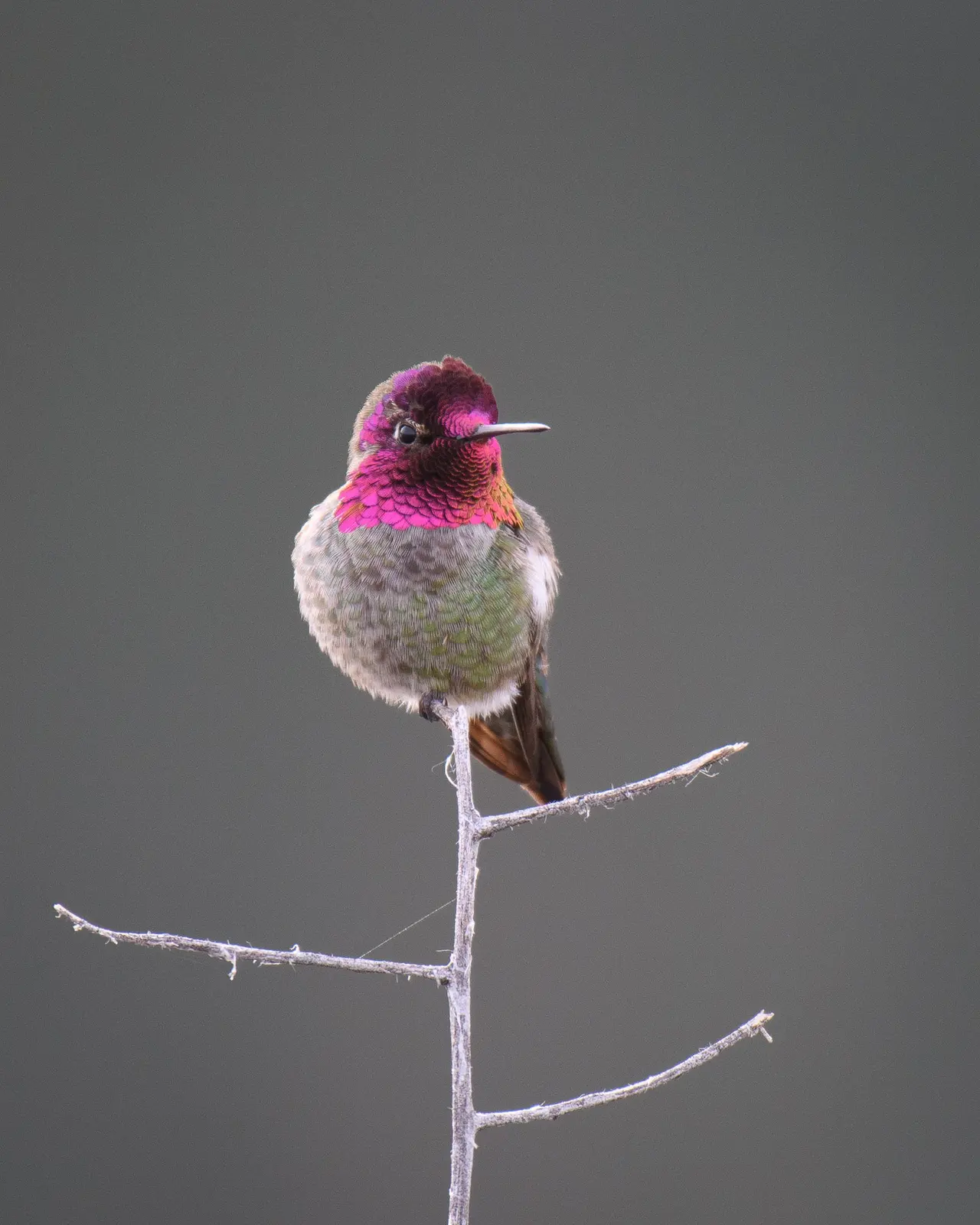 A small hummingbird with an iridescent magenta throat on a bare branch