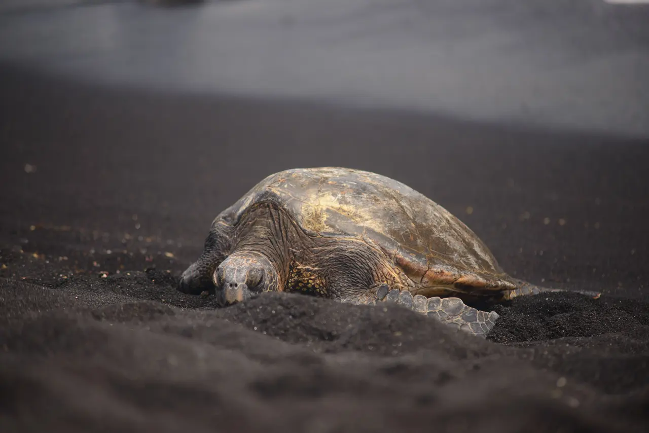 A sea turtle resting low on black volcanic sand