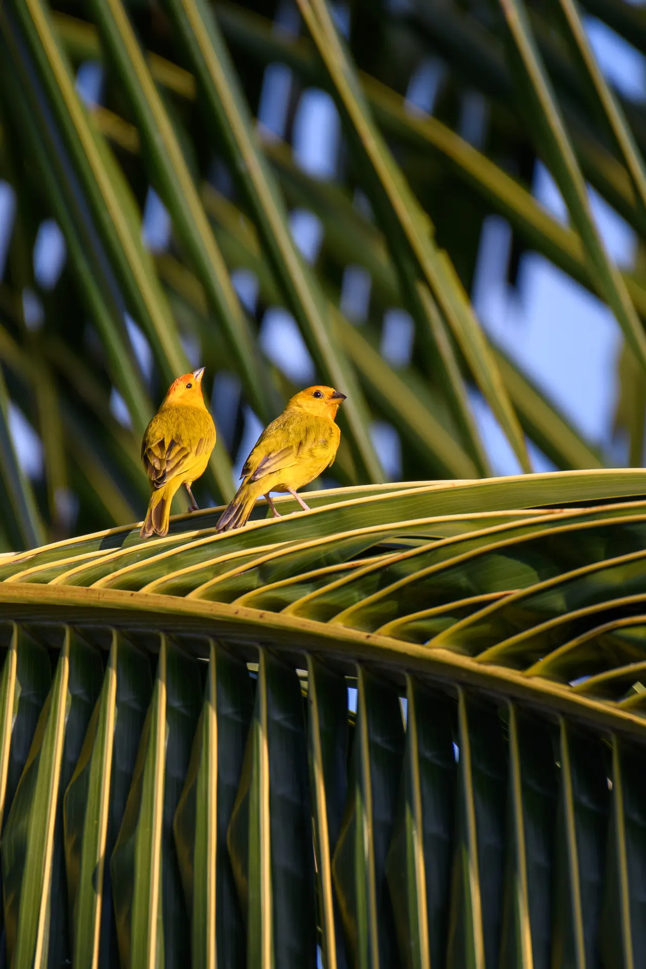 Two bright tropical birds perched together in green foliage