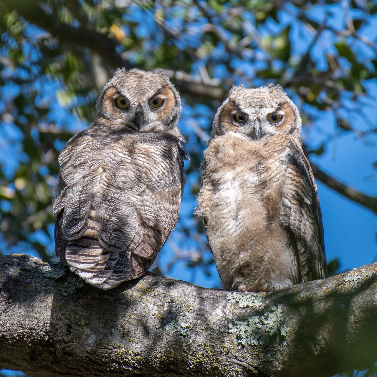Two young great horned owls perched together on a branch